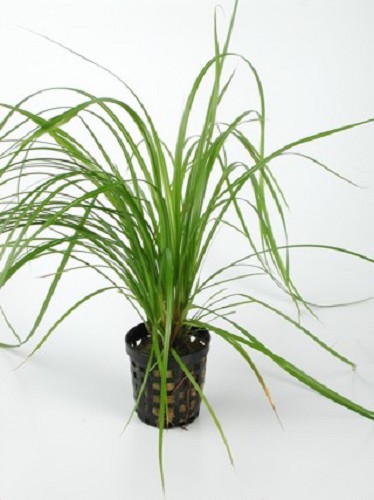 Cyperus helferi - Zypern Gras im topf